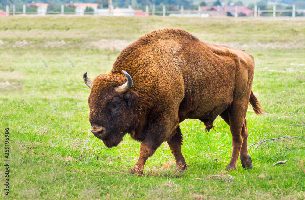 European bison walking in the Carpathian Mountains, Romania, Eastern Europe. Large male Aurochs complete body view in an animal reservation. Wisent close up. 