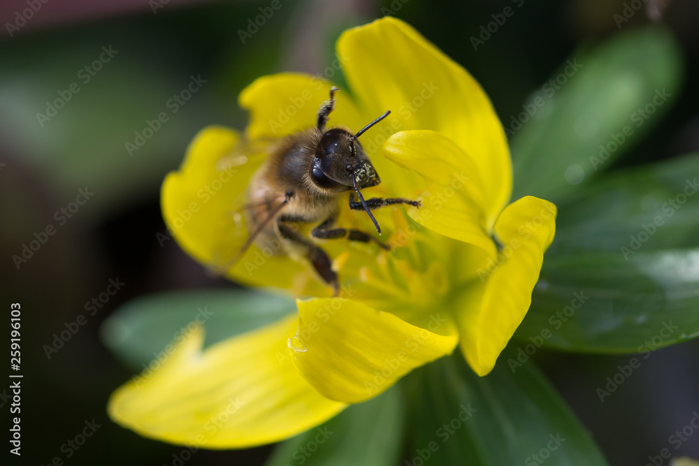 Biene auf gelber Blüte Biene auf gelber Blüte