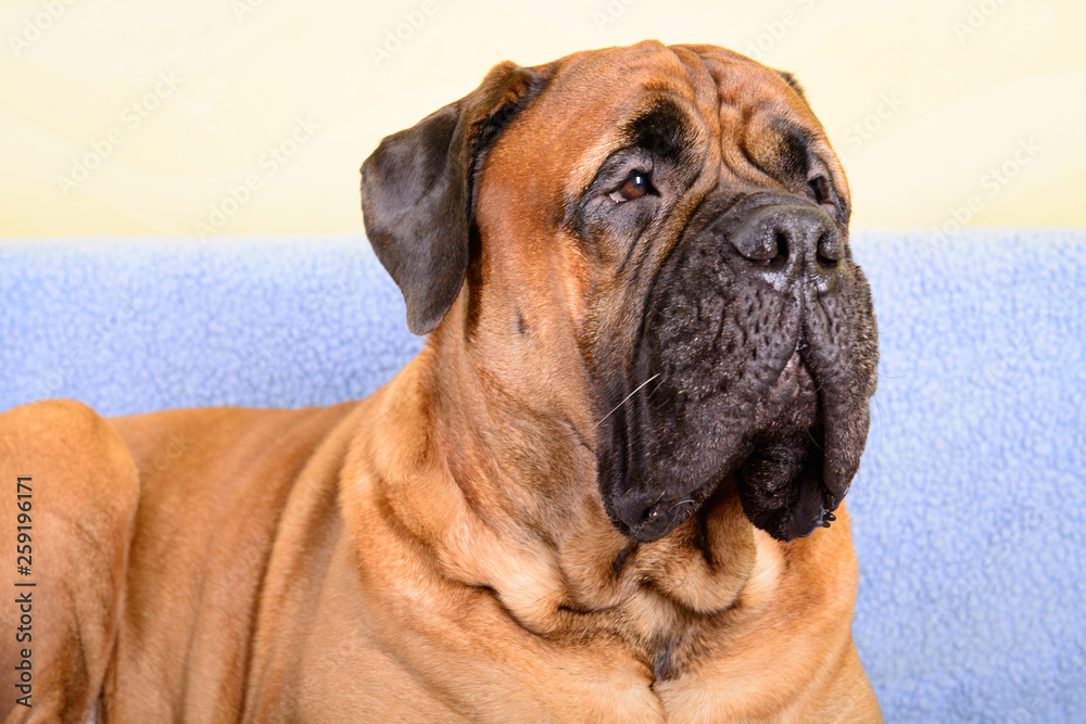 big dog bullmastiff animals theme