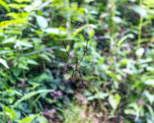 Spider on a web