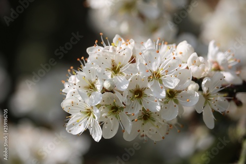 Fleurs de cerisier