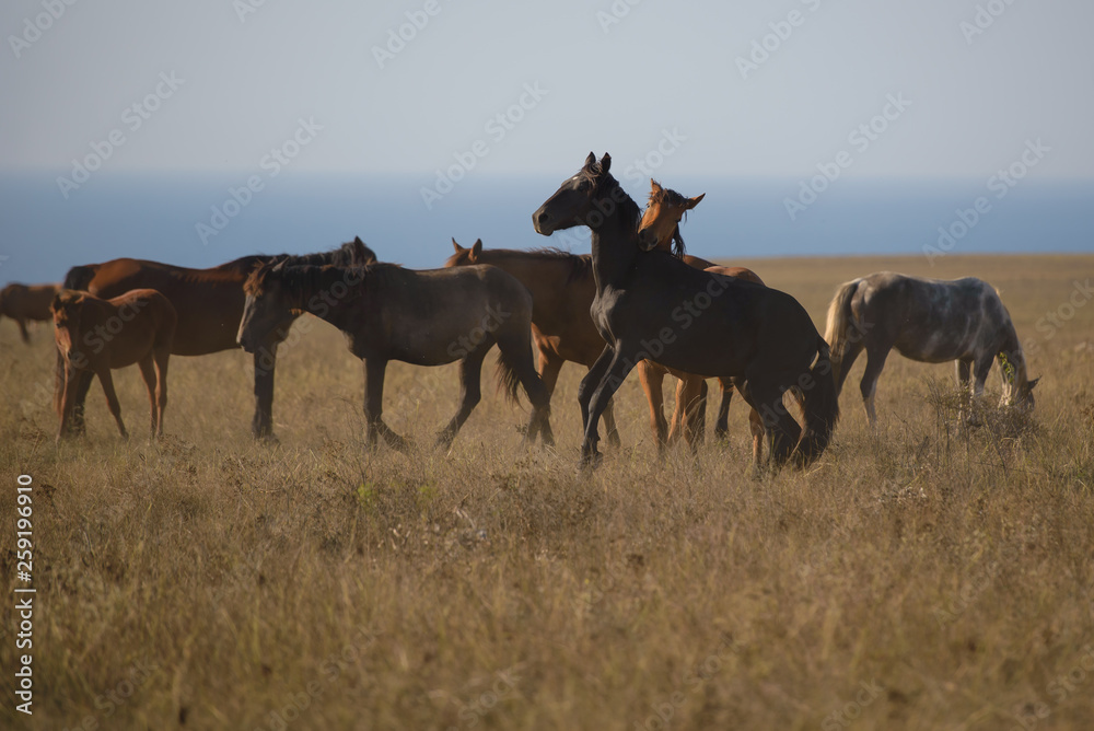 Fototapeta premium horses in the steppe