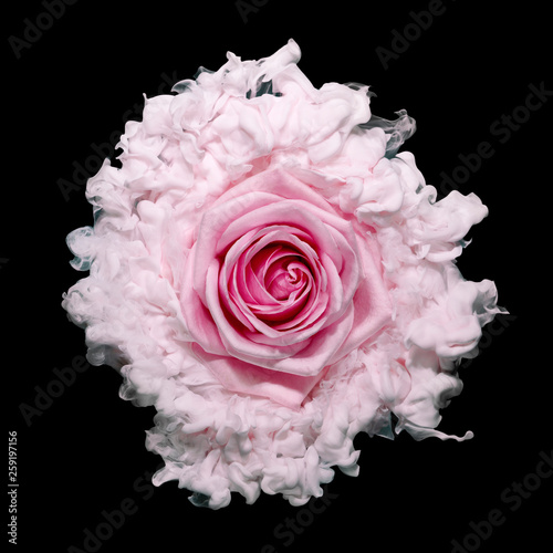 Close up of pink rose against black background photo