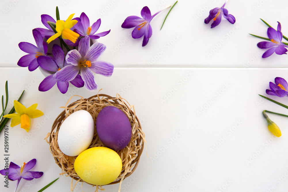 Fototapeta Purpurowi krokusy i Easter jajka w gniazdeczku odizolowywającym na białym drewnianym tle.