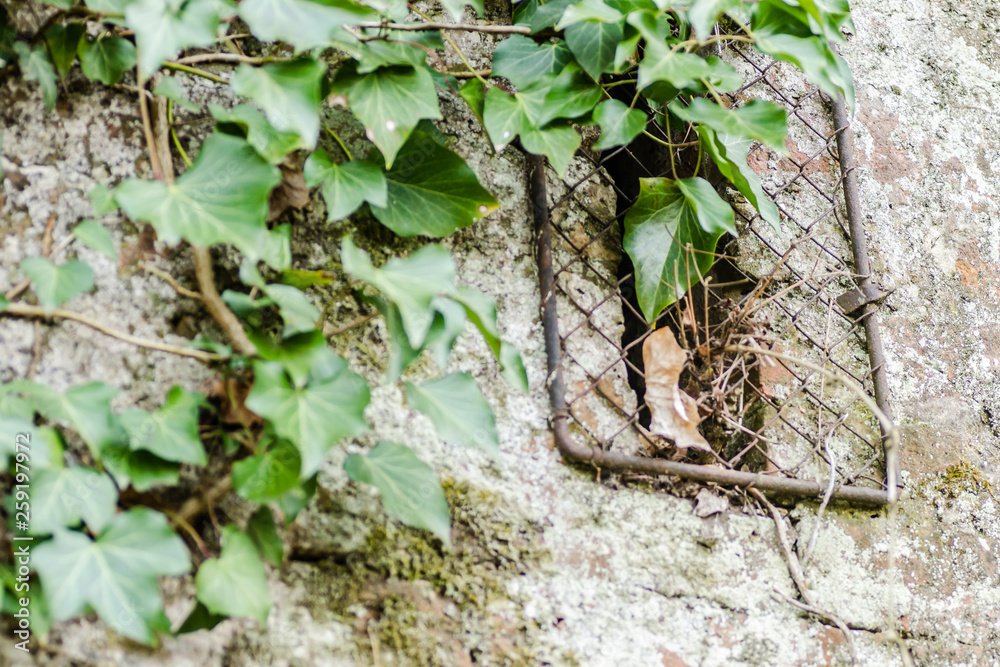 Naklejka premium Novi Sad, Serbia-Old walls of Petrovaradin fortress