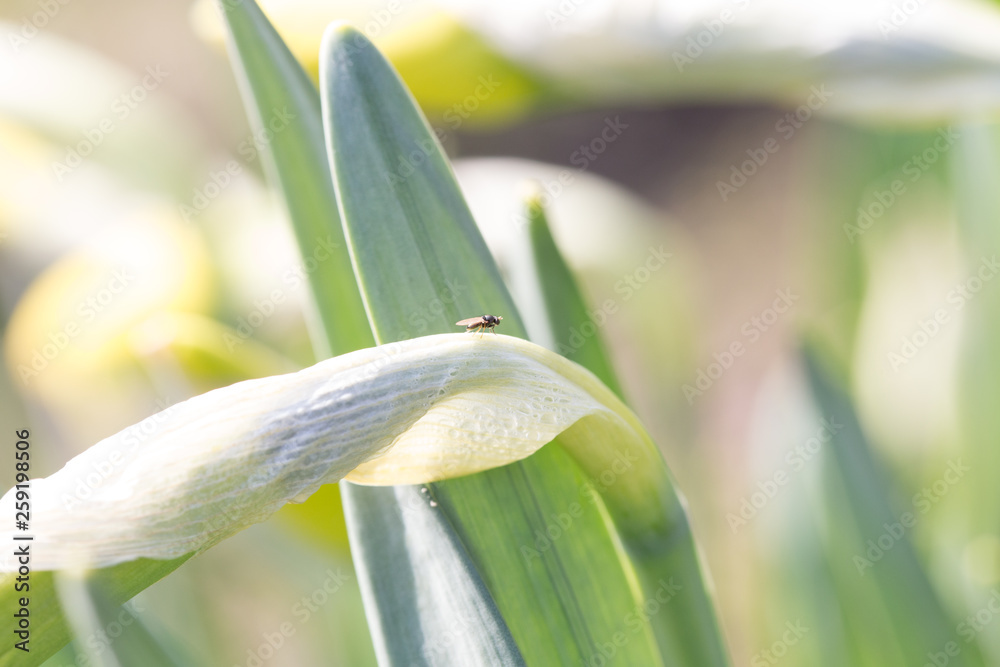 Obraz premium blatt mit tier