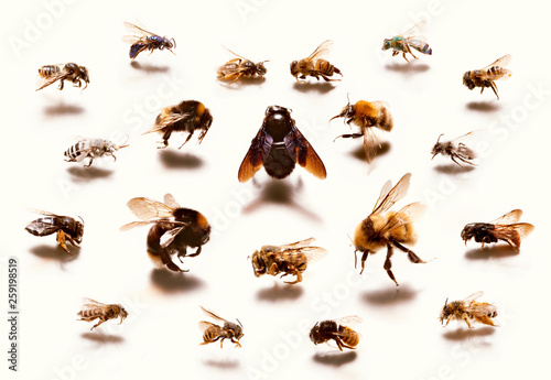 Types of bees against white background