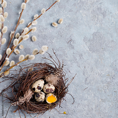 Quail Easter eggs on grey background with willow branch