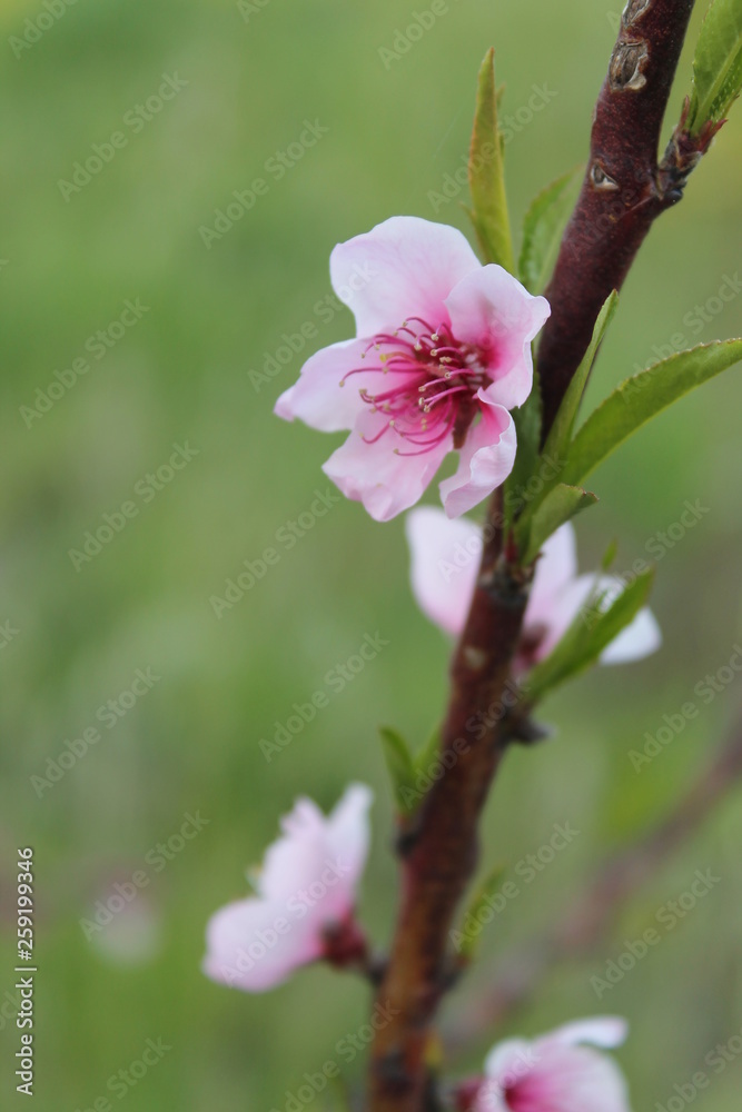 Obraz premium Fiore di pesco