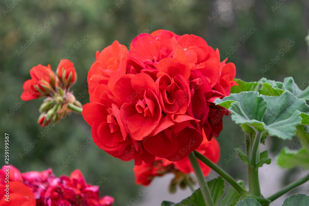 red rose in garden