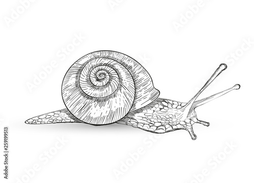 Weinbergschnecke Zeichnung