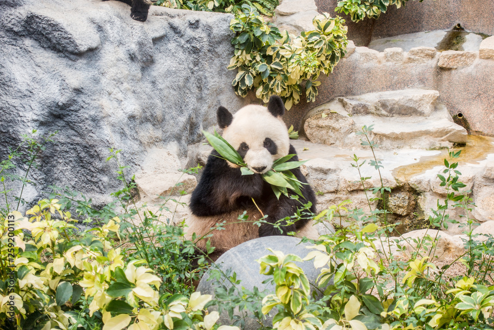 Obraz premium Panda bear - Image