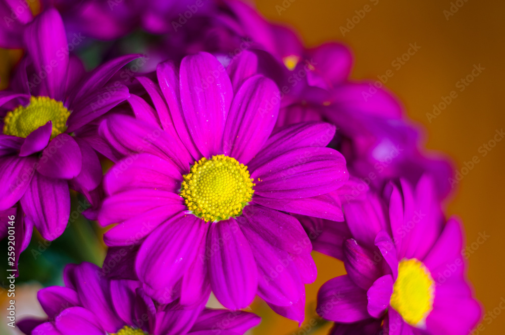 Beautiful bright purple and yellow chrysanthemum flowers, selective focus, macro Beautiful bright purple and yellow chrysanthemum flowers, selective focus, macro