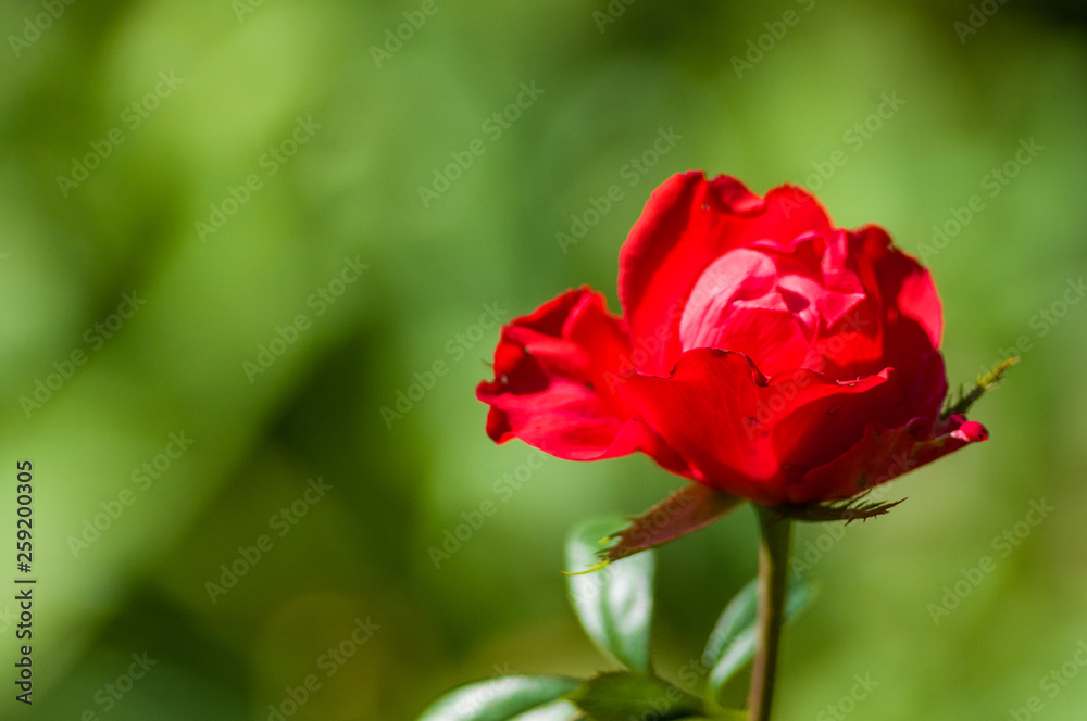 Red Rose flower. Nature. close up, selective focus Red Rose flower. Nature. close up, selective focus