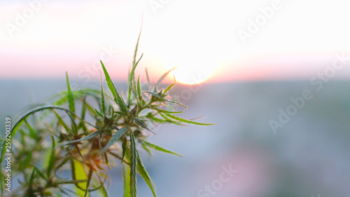 Marijuana field during sunset. Medical antispasmodic cannabis. Hemp industrial plantation in sunlight