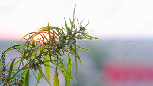 Marijuana field during sunset. Medical antispasmodic cannabis. Hemp industrial plantation in sunlight