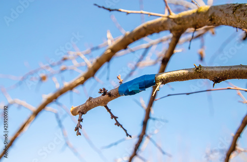 grafting trees in spring. Gardening and vegetable garden. Selective focus. photo