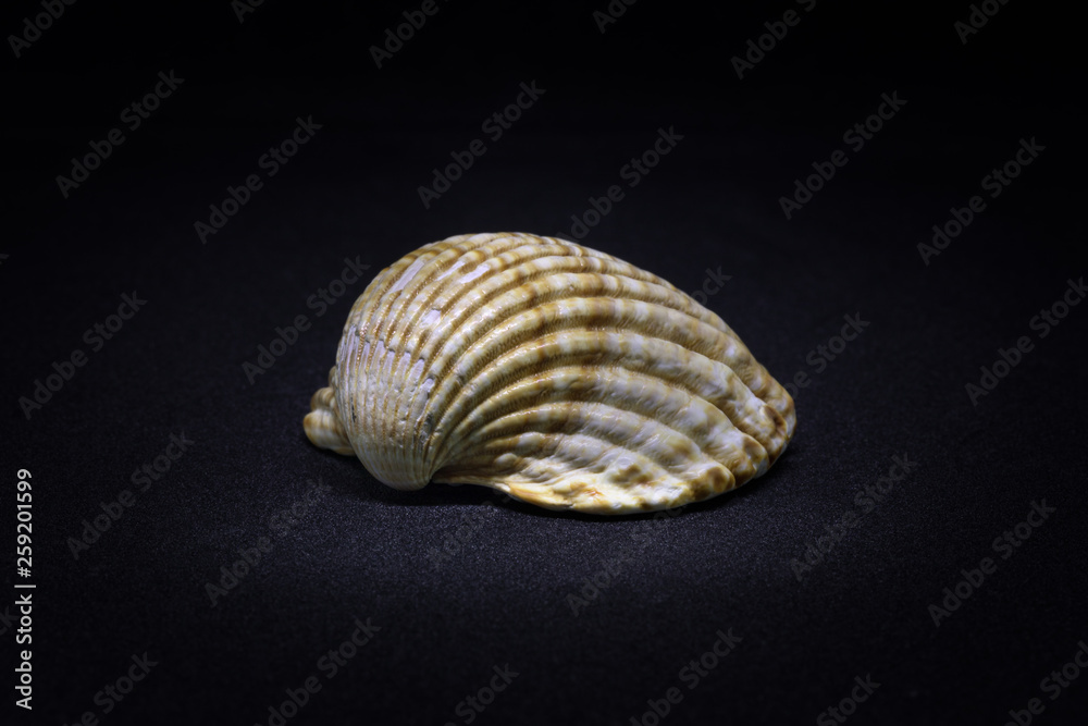Seashell isolated on black background Seashell isolated on black background
