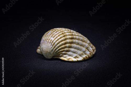Seashell isolated on black background