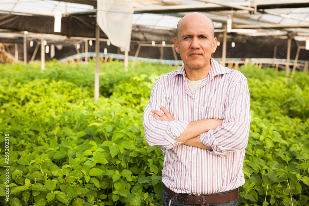 Obraz premium Gardener inspecting white jute plants