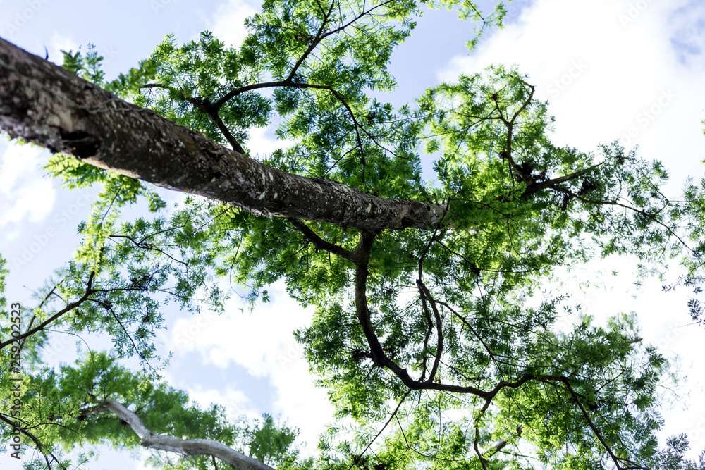 Fototapeta premium tree and sky