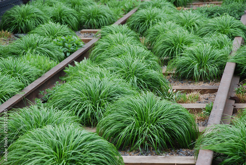 Photo Green grasses landscape design High Line