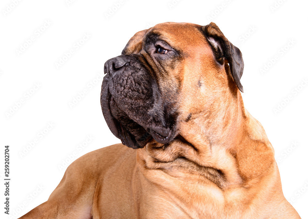 big dog bullmastiff animals portrait is isolated on white