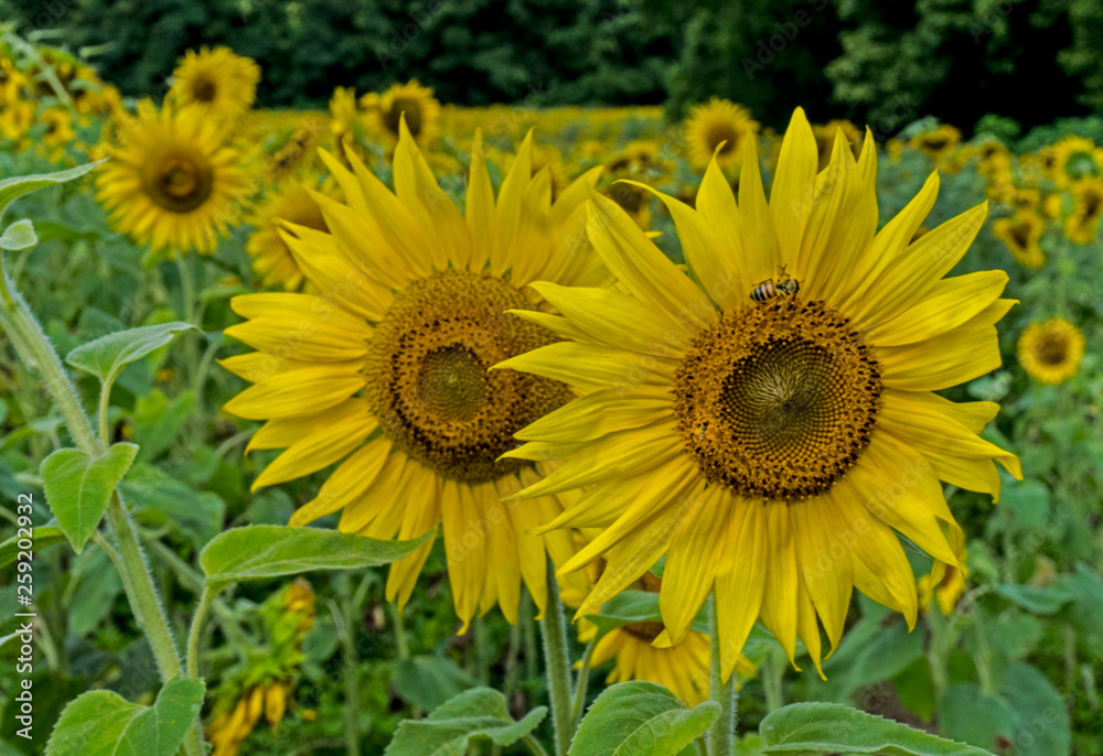 Sunflowers blooming in a sunny field of flowers.