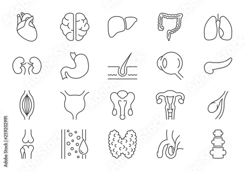 Inernal Organs Icons Set