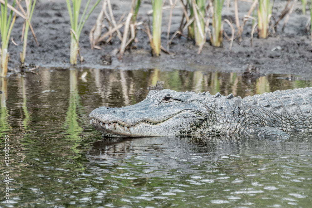 Fototapeta premium alligator in florida