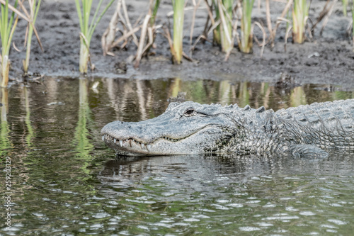 alligator in florida