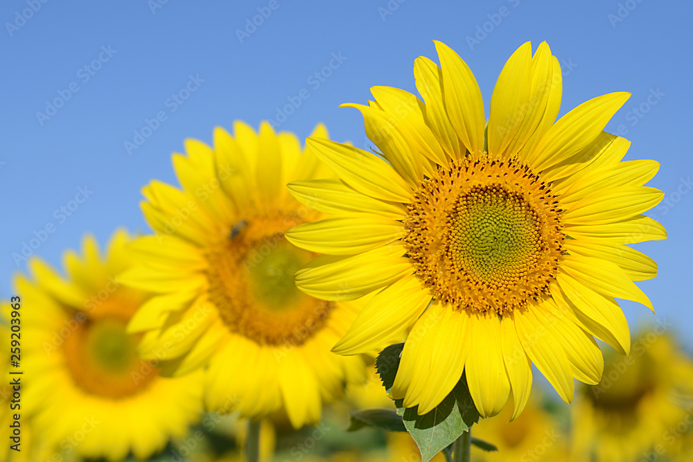 Sunflowers against blue sky. Sunflowers field on a sunny day. Sunflowers against blue sky. Sunflowers field on a sunny day.