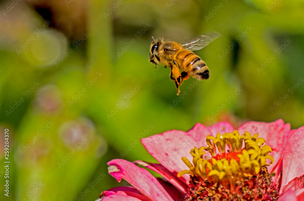 A flying Honeybee feeds on pollen from a flower. A flying Honeybee feeds on pollen from a flower.
