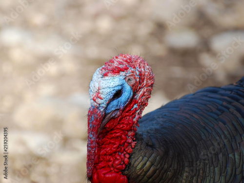 Close up of Male Turkey Against Ground Background