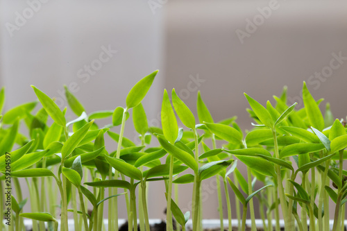 Small seedlings of lettuce growing in cultivation tray