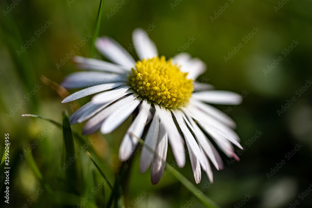 Fototapeta premium daisy in the grass