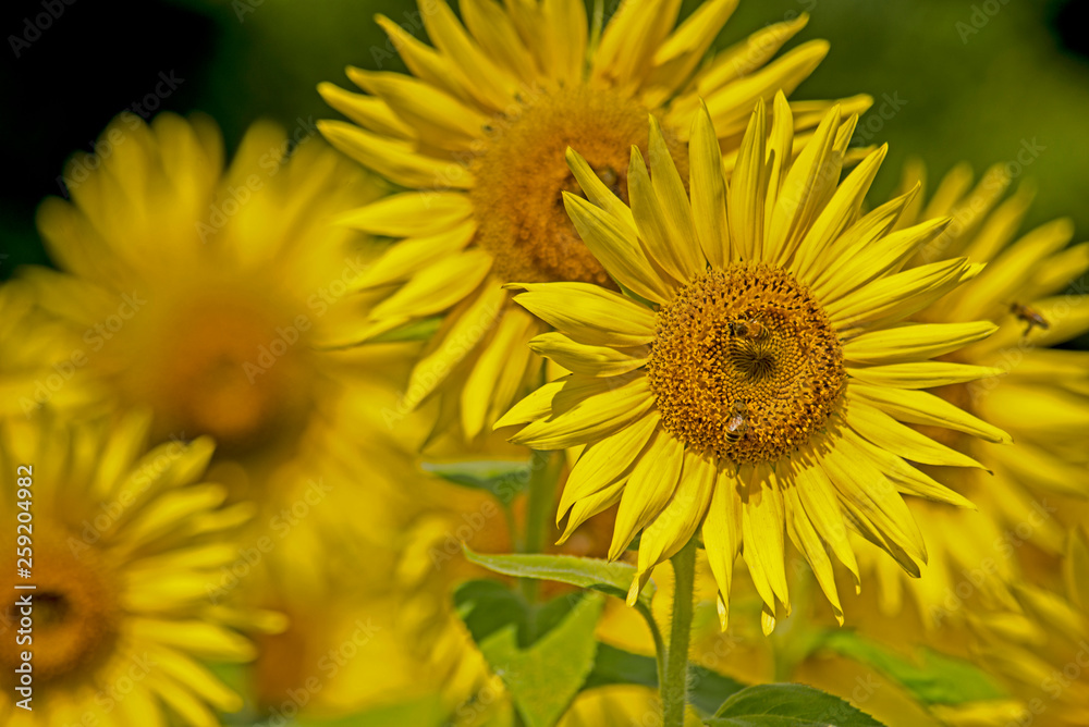 Sunflowers blooming in a sunny field of flowers. Sunflowers blooming in a sunny field of flowers.
