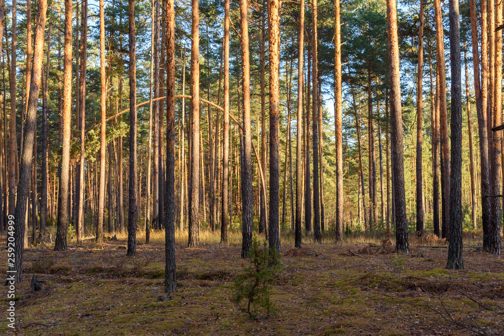 Obraz premium Forest thicket, pine trees in the forest. Ryazan region Russia