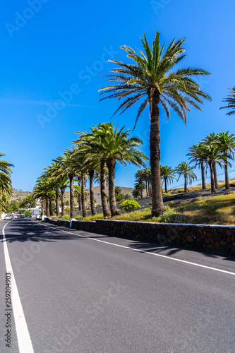 Spain, Lanzarote, Avenue of green palm trees alongside road to haria town