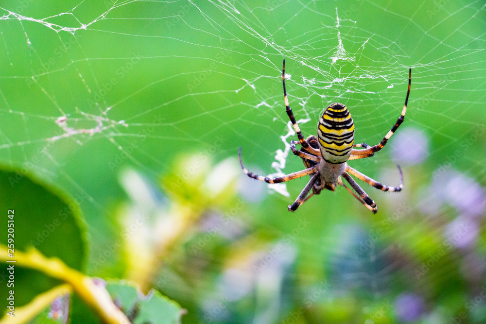 Wasp spider, Argiope bruennichi on an orb web with a prey, in Krum, Bulgaria