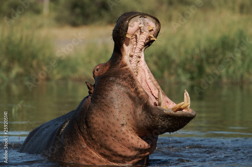 Male hippopotamus yawning in water photo