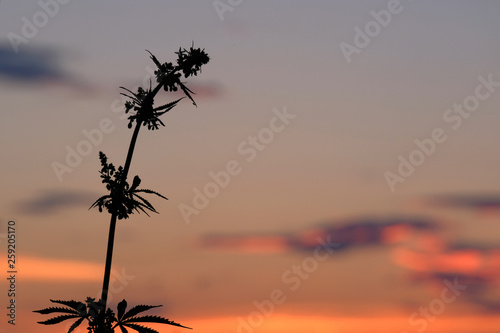 Silhouette of marijuana against the evening or morning sky. Wild hemp at sunset. Toning. The concept of legalization or prohibition of the cultivation of narcotic plants. Copy space.