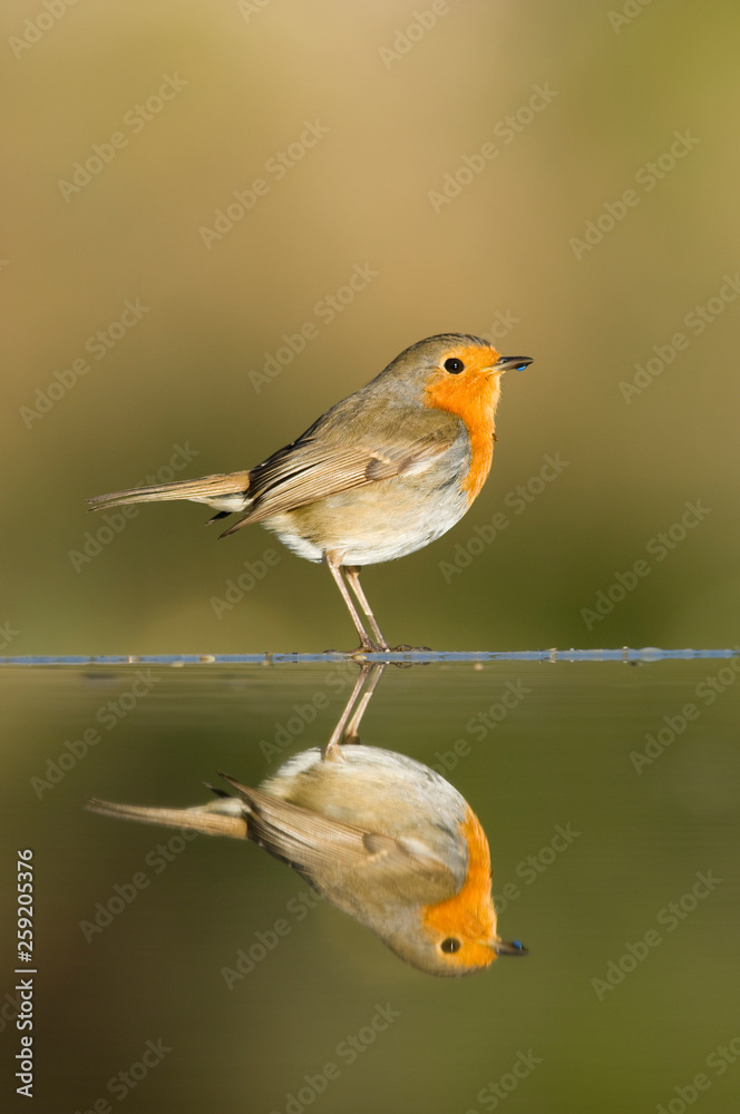 European robin reflected in pond