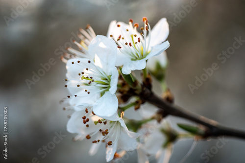 white flowers of cherry