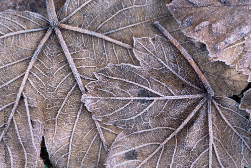 Close up of frosted sycamore leaf photo