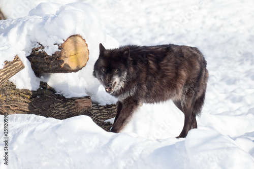 Angry black canadian wolf is standing on a white snow. Canis lupus pambasileus. © tikhomirovsergey
