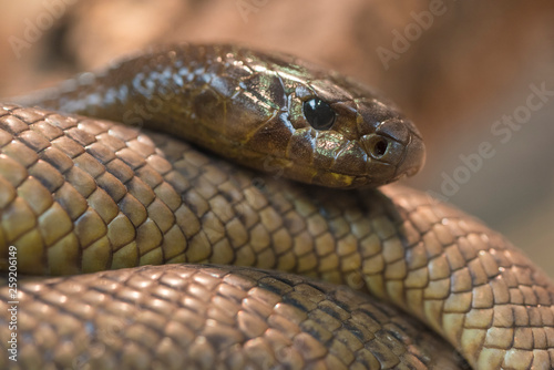 Close up of inland taipan snake photo
