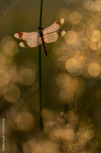 Banded darter dragonfly perching on twig photo