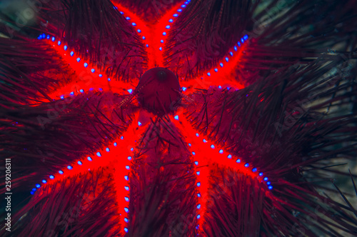 Close up of long spined sea urchin photo