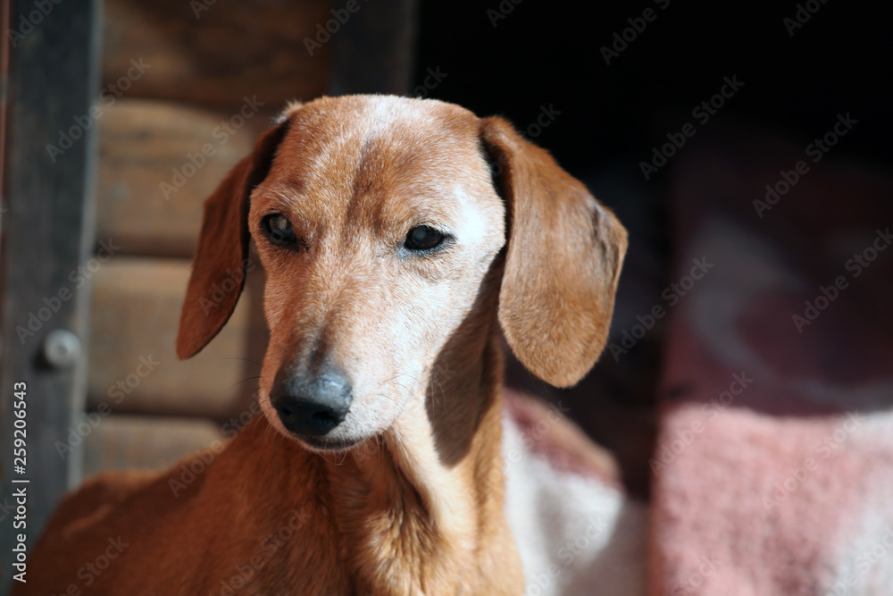 Blind Dachshund dog garden 